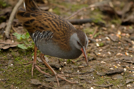 Thumbnail of Water Rail